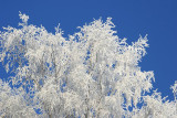 liereman-2009-01-09_125.jpg