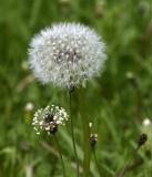 Kleinwalsertal Wiesenblumen