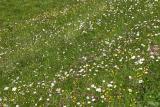 Kleinwalsertal Wiesenblumen