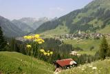 Kleinwalsertal Wiesenblumen