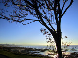 L'arbre dominent Rimouski