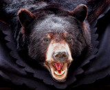 Ours noir