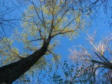 cime des arbres