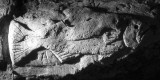 Rare rock fish captured at Paradise Lake