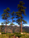 Triple tree view of Preston