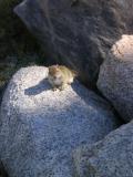 Squirrel basking in the sun along shore of Marie Lake