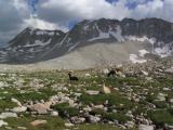 Llamas resting in meadow after their day's hike near Lake Wanda