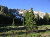 Foxtail pines in Bear Basin, Trinity Alps