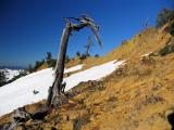 Dead trees