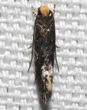 0417, Monopsis marginistrigella