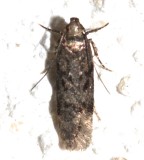 2099, Chionodes obscurusella, Boxelder Leafworm