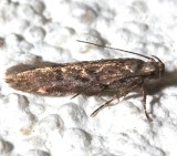 2099, Chionodes obscurusella, Boxelder Leafworm