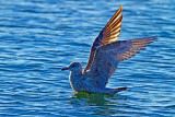 space_coast_birding_festival