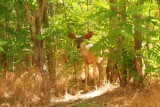 A deer in Zion National Park
