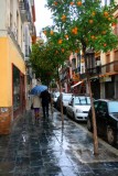 8044 Orange trees alleyway.jpg