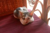 3875 Kitten Siem Reap.jpg