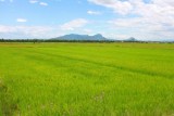 2956 Fields near Hoi An.jpg