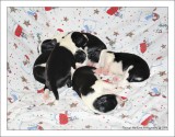 Bailey's Puppies
