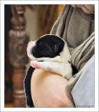 Kiana our grandaughter holding one of Bailey's pups