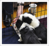 Bailey's Puppies at 4 weeks