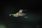Ruby-throated Hummingbird Fairfax Station Va