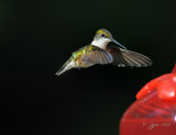 Ruby-throated Hummingbird Fairfax Station Va