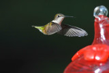 Ruby-throated Hummingbird Fairfax Station Va