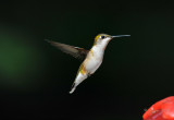 Ruby-throated Hummingbird Fairfax Station Va
