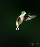 Ruby-throated Hummingbird Fairfax Station Va