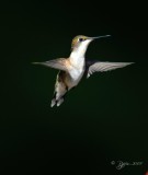 Ruby-throated Hummingbird Fairfax Station Va