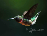 Ruby-throated Hummingbird Huntley Meadows P Va