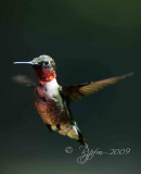 Ruby-throated Hummingbird Huntley Meadows P Va