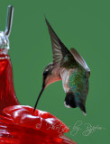 Ruby Throated Hummingbirg Fairfax Station