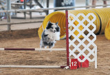 Standard course jumper
