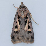 10676 Master's Dart - Feltia herilis