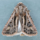 10648 Swordsman Dart - Agrotis gladiaria