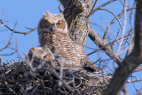 Great Horned Owl chicks