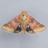 11105 – Bina Flower Moth – Schinia bina