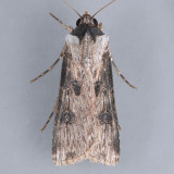 10661 Rascal Dart – Agrotis malefida