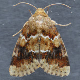 11120 – Schinia parmeliana