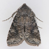 10368 Thinker Moth - Lacinipolia meditata