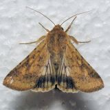 11072 Darker Spotted Straw - Heliothis phloxiphagus