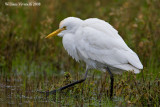 Airone guardabuoi (Bubulcus ibis)