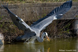 Airone cenerìno (Ardea cinerea)
