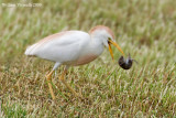 Airone guardabuoi (Bubulcus ibis)