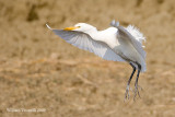 Airone guardabuoi (Bubulcus ibis)