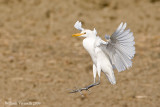 Airone guardabuoi (Bubulcus ibis)