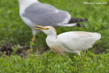 Airone guardabuoi (Bubulcus ibis)