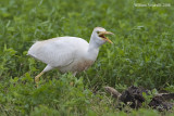Airone guardabuoi (Bubulcus ibis)