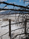 Mammoth Hot Springs, Yellowstone